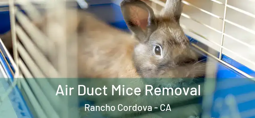 Air Duct Mice Removal Rancho Cordova - CA